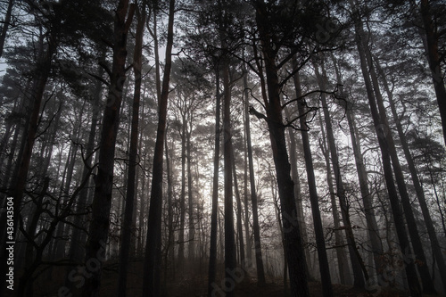 Trees growing in forest in foggy morning