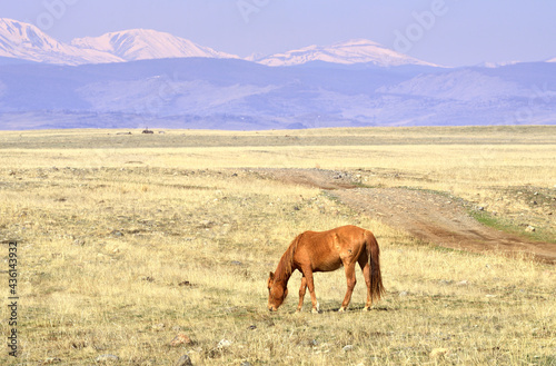 A horse in the Altai Mountains. A red mare grazes among dry grass in the Kurai steppe against the backdrop of snowy mountains. Pure Nature of Siberia, Russia