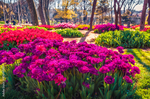 Spectacular morning scene of blooming violet tulip flowers in Gulhane (Rosehouse) park. Attractive outdoor scene of Istanbul, Turkey, Europe. Sunny morning landscape of city park.