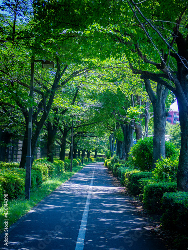 Fototapeta Naklejka Na Ścianę i Meble -  nature park and gardens in japan