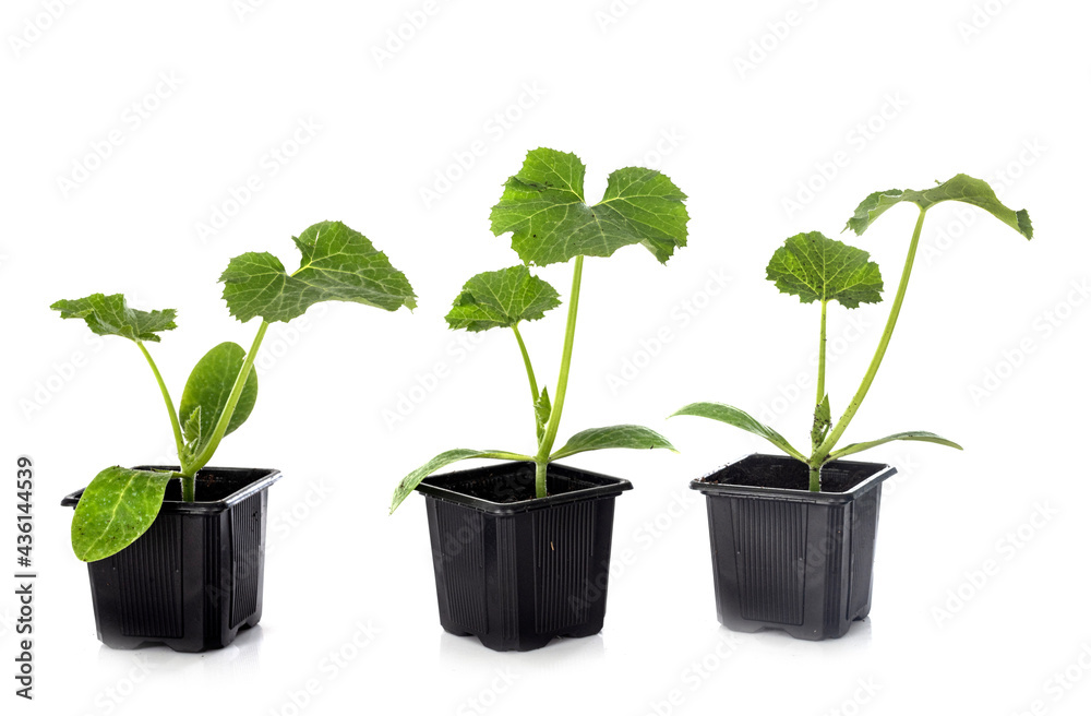 plant of Zucchini plant of Zucchini