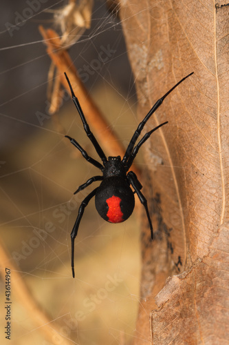 black widow deadly spider on a web