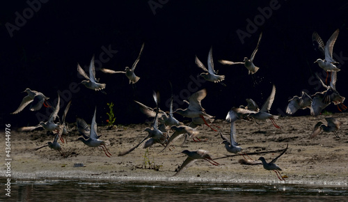 ruff bird in a team in the natural habitat © UTTAM