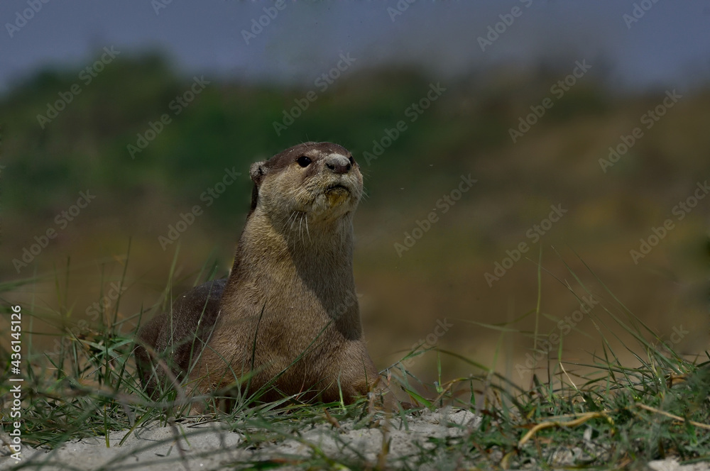 Fototapeta premium smooth-coated otter in the natural habitat