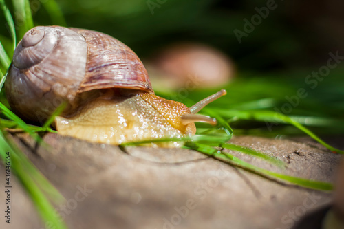 Large white snails-mollusks with a brown striped shell, crawling on rocks in the sun. Snail close - up in the natural environment,