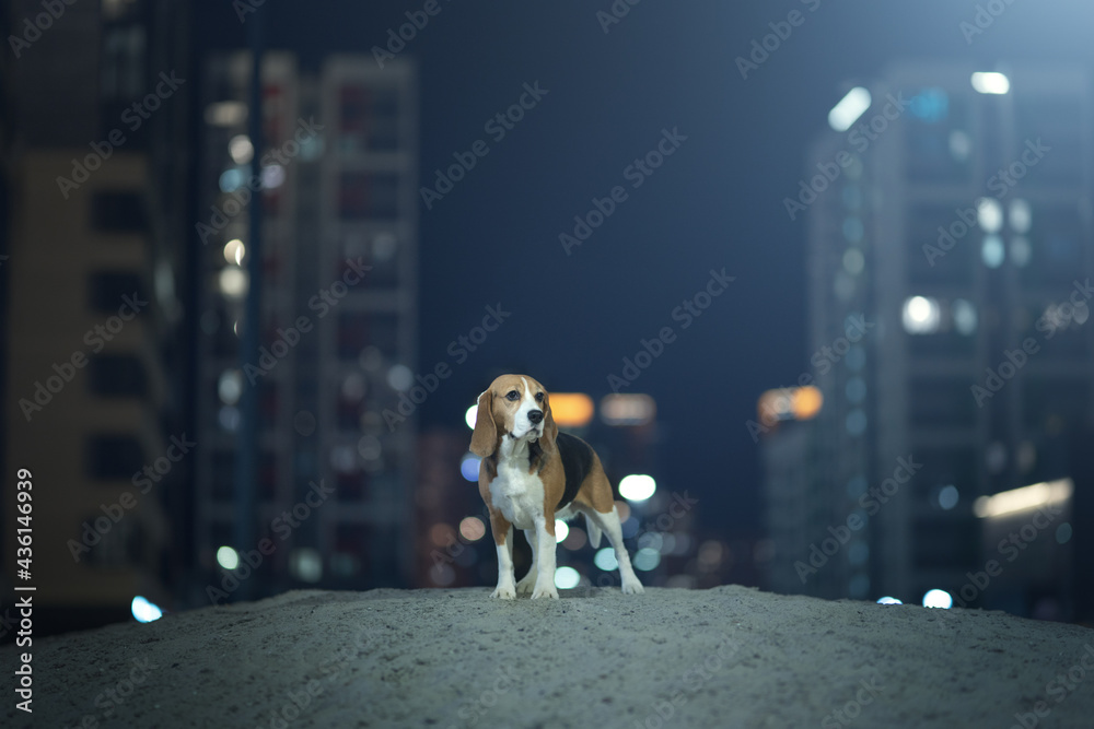 Adult beagle dog