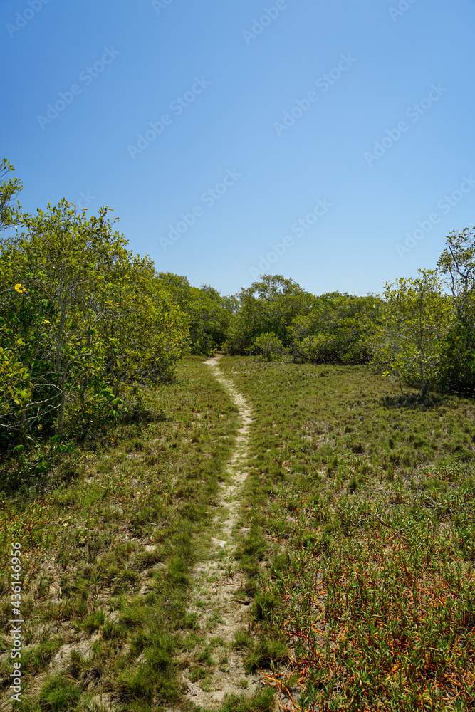 Obraz premium Sandy pathway through the grass to the mangrove wetlands