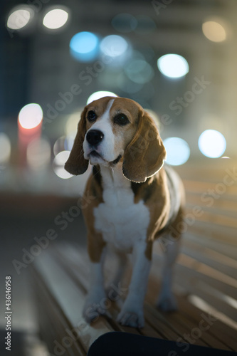 Adult beagle dog