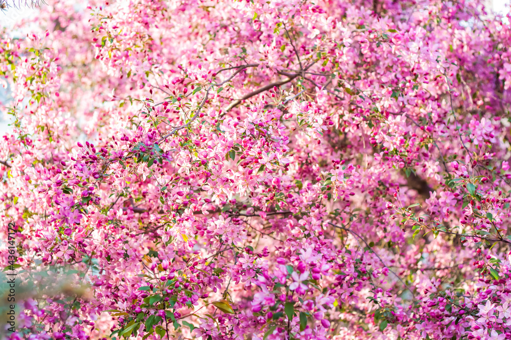 Apple tree in bloom, pink bright flowers. Spring flowering of the apple orchard. Floral background for presentations, posters, banners, and greeting cards.