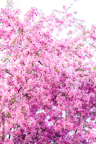 Apple tree in bloom  pink bright flowers. Spring flowering of the apple orchard. Floral background for presentations  posters  banners  and greeting cards.