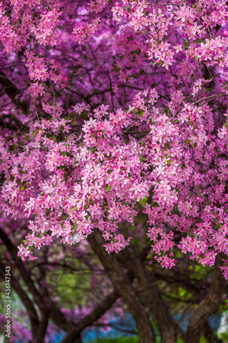 Apple tree in bloom  pink bright flowers. Spring flowering of the apple orchard. Floral background for presentations  posters  banners  and greeting cards.