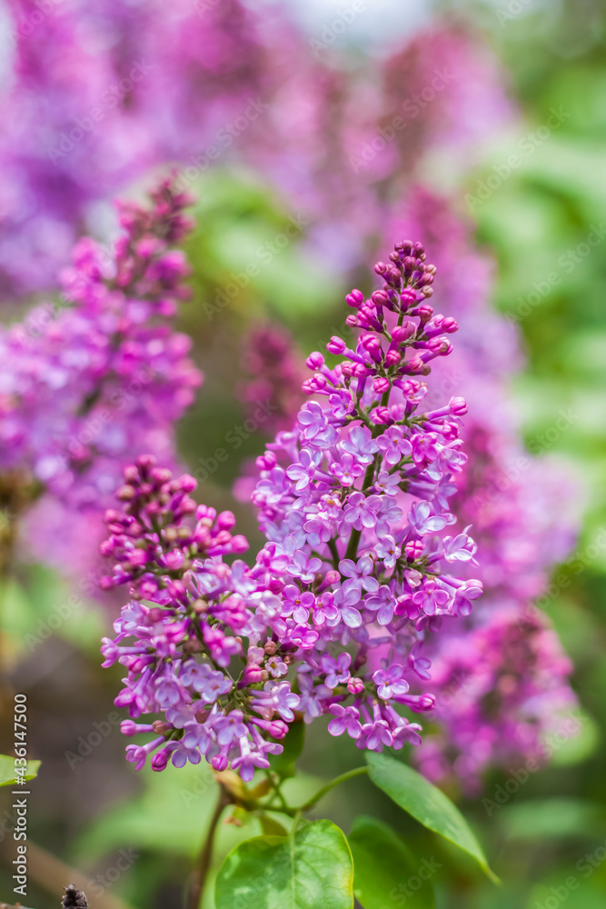 Lilac blooms on a sunny spring day in May. The flowers were just beginning to bloom. Background image with a space for the text. Natural floral background. spring day, Lilac blooms on a sunny spring day in May. The flowers were just beginning to bloom. Background image with a space for the text. Natural floral background. spring day,