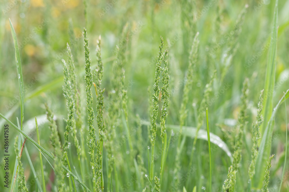 Fresh green grass with seeds. Suitable plant for lawn cultivation. Selective focus