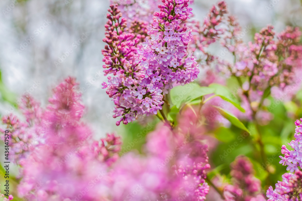 Lilac blooms on a sunny spring day in May. The flowers were just beginning to bloom. Background image with a space for the text. Natural floral background. spring day, Lilac blooms on a sunny spring day in May. The flowers were just beginning to bloom. Background image with a space for the text. Natural floral background. spring day,