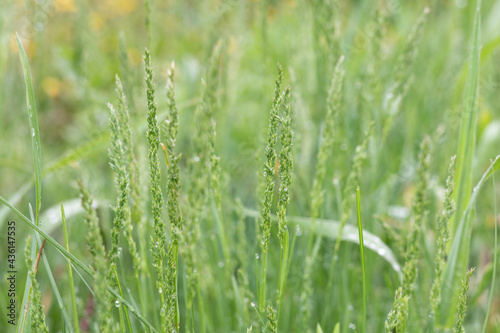 Photography Fresh green grass with seeds
