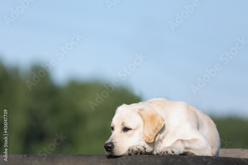 Portrait of sad upset dog of labrador breed lying on natural background of sky and forest. Stray dog on side of road or lost pet. Offended or threw out pet dog. Dog misses and longs for owner