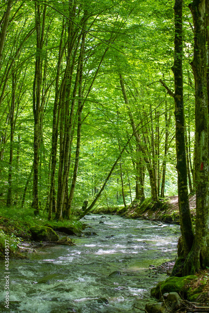 Fototapeta premium a stream in a green deciduous forest