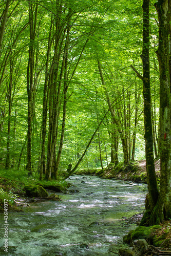 a stream in a green deciduous forest