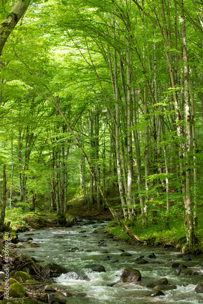 Obraz premium a stream flows through the green beech forest