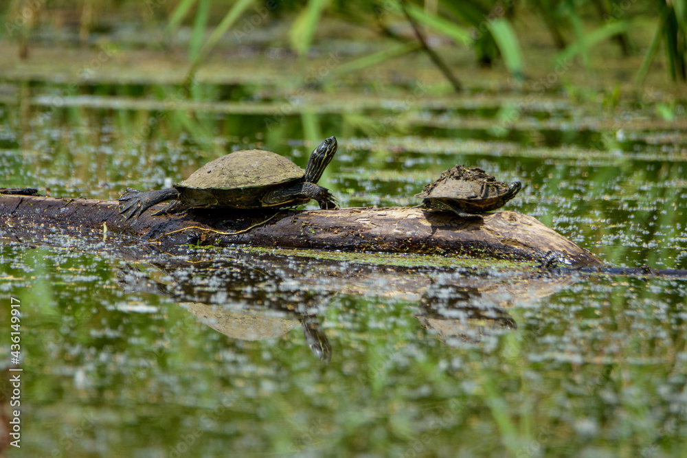 Obraz premium Pair Of Turtles Perched On Log In Water-1143