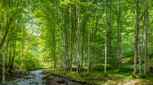a stream in a green deciduous forest © sebi_2569