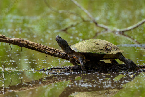 Turtle On Limb In Water With Reflection-1141