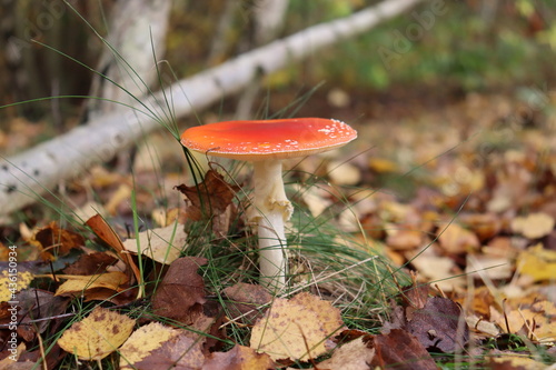 red fly agaric in autumn forest