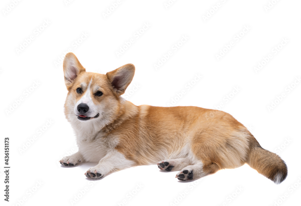 corgi puppy isolated