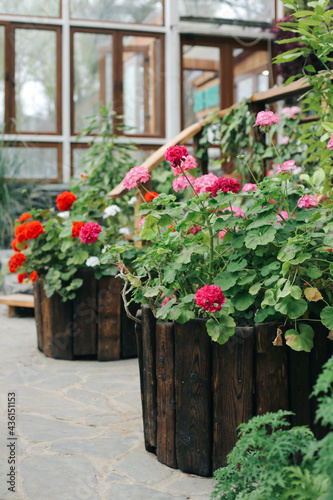 Fototapeta Naklejka Na Ścianę i Meble -  .Flowers in the greenhouse