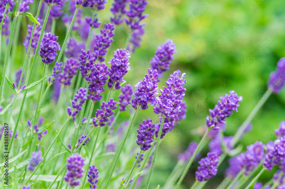 Lavandula angustifolia bunch of flowers in bloom, purple scented flowering plant Lavandula angustifolia bunch of flowers in bloom, purple scented flowering plant