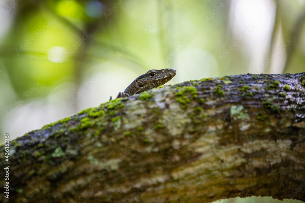 lizard on a branch lizard on a branch