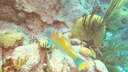 Close up of large parrotfish swimming in healthy coral reef, Bermuda Atlantic Ocean photo