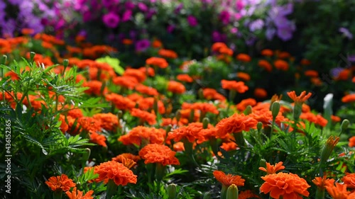 UAE: Closeups of the flowers at Dubai Miracle Gardens in the United Arab Emirates, 4K Footage photo