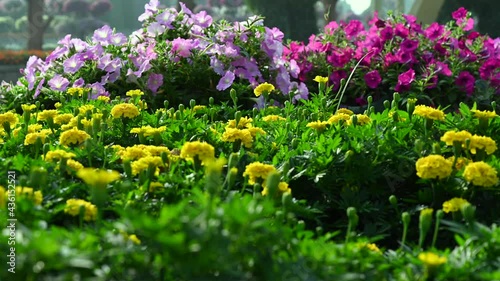 UAE: Closeups of the flowers at Dubai Miracle Gardens in the United Arab Emirates, 4K Footage photo