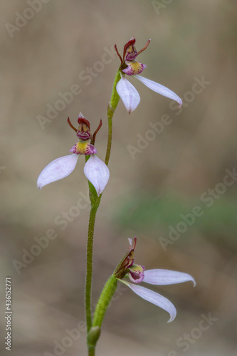 Eriochilus cucullatus (Parson's Bands Orchid) - Victoria, Australia