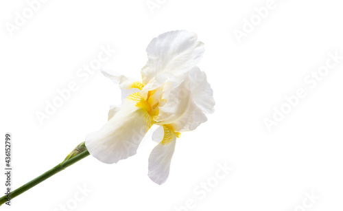 beautiful iris flowers isolated