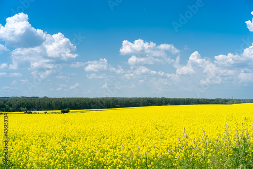 beautiful rapeseed field with harvest, field with yellow flowers in summer and blue sky with white clouds