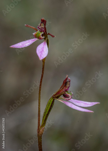 Eriochilus cucullatus (Parson's Bands Orchid) - Victoria, Australia