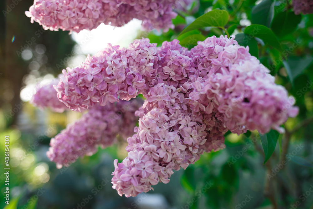 beautiful spring flowers of lilac against the sky beautiful spring flowers of lilac against the sky