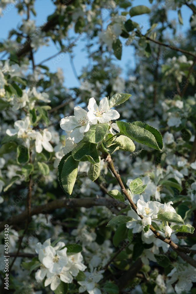 Apple blossoms. Blooming apple tree branch in sunshine day. Large Depth of Field. Macro. Apple blossoms. Blooming apple tree branch in sunshine day. Large Depth of Field. Macro.