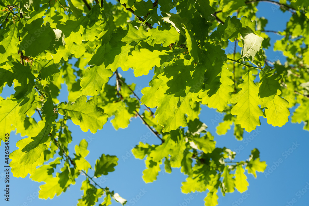 Green leaves on an oak tree, illuminated by the sun, in the nature Background of young oak leaves. Green leaves on an oak tree, illuminated by the sun, in the nature Background of young oak leaves.