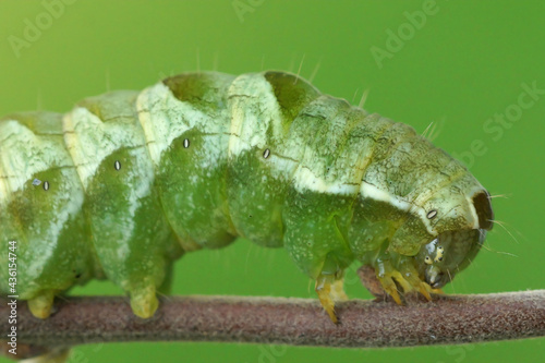 Macro shot of a green caterpillar of the Dot moth, Melanchra persicariae on a tree branch photo