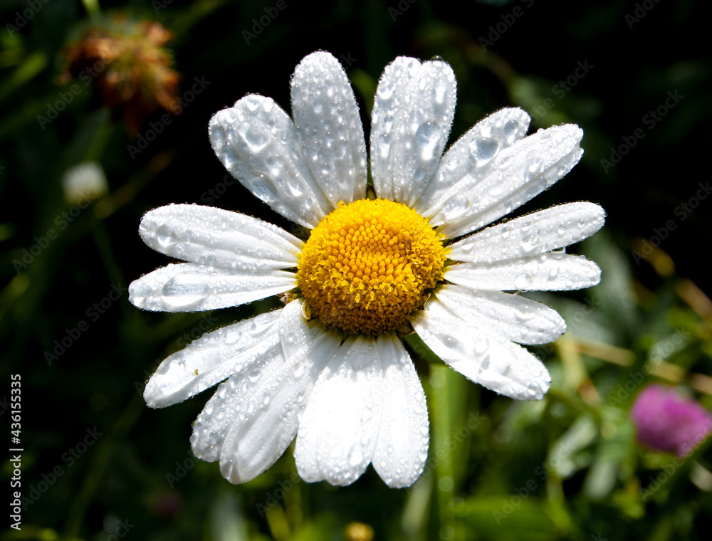 Fototapeta premium Fiori di montagna ©stegrim
