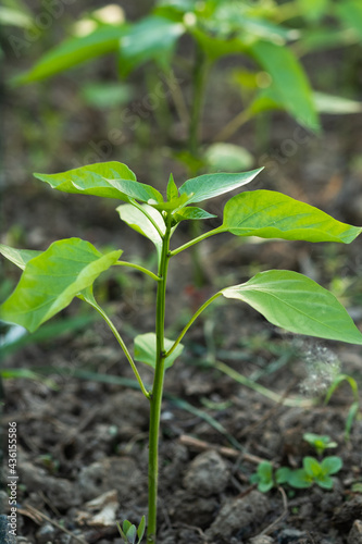 Organic plantation. Green leaves of young pepper sprout 