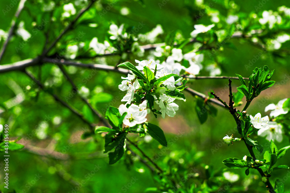 branches of a blooming cherry plum in the garden in spring