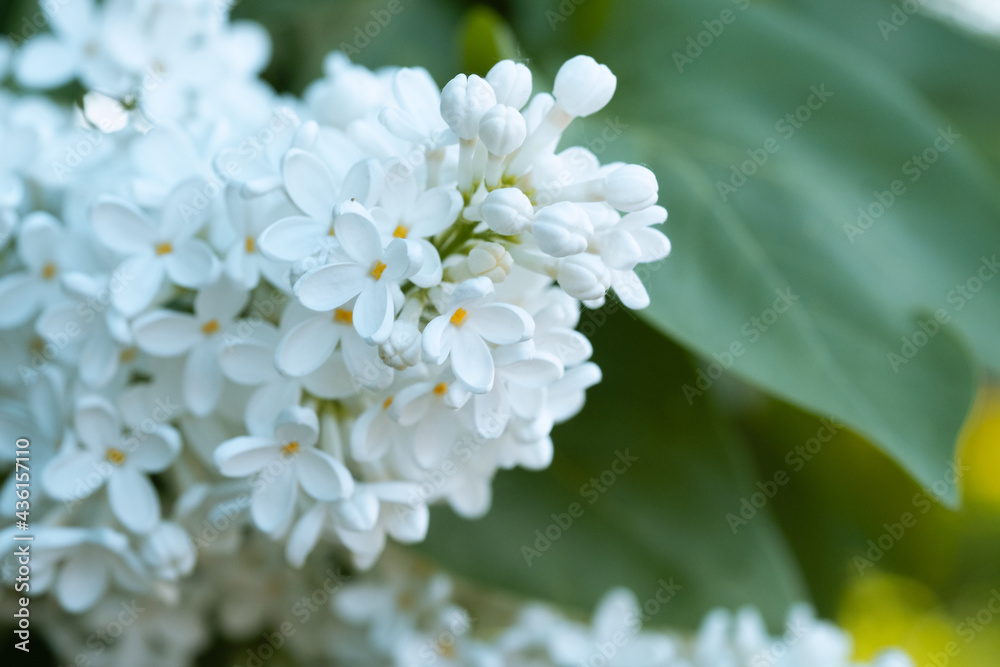 Fresh blossomed white lilac with green leaves. Blossoming common lilacs bush white cultivar. Springtime landscape with bunch of tender flowers. Lily-white blooming plants. Sof focus. Fresh blossomed white lilac with green leaves. Blossoming common lilacs bush white cultivar. Springtime landscape with bunch of tender flowers. Lily-white blooming plants. Sof focus.