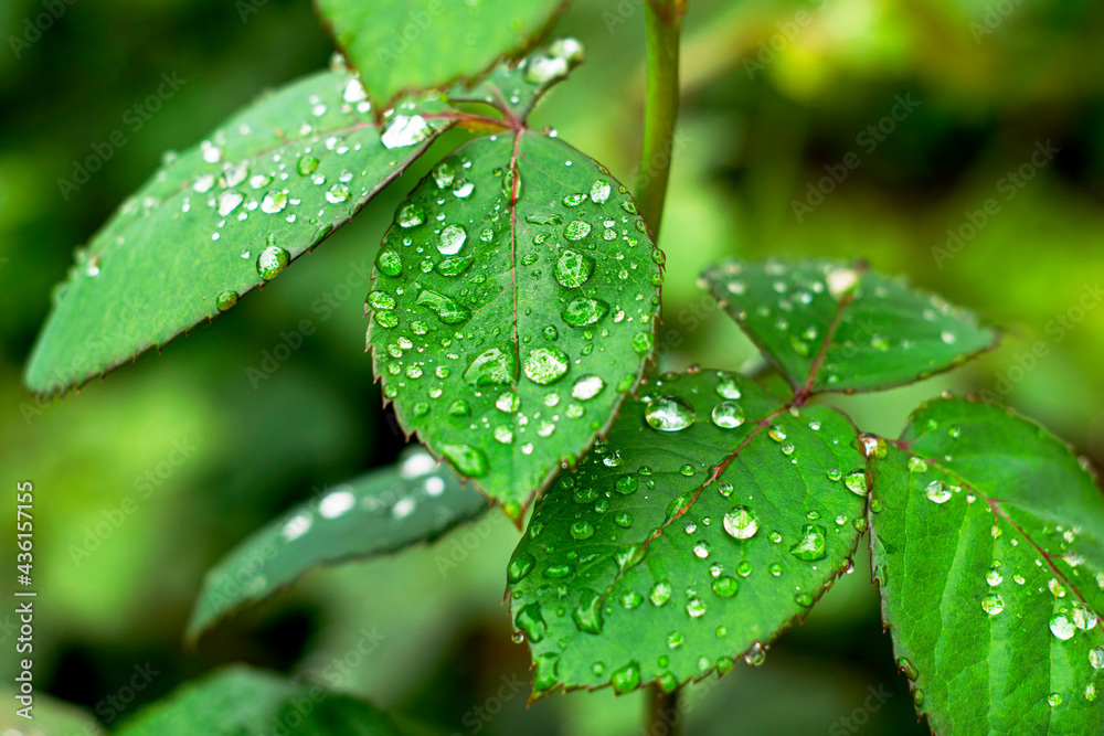water drops after rain on rose leaves close up background backdrop water drops after rain on rose leaves close up background backdrop