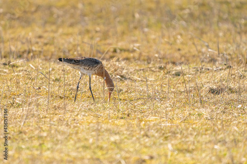 Male Black-tailed Godwit standing on grass and reeds. Looking for food while walking  golden colors