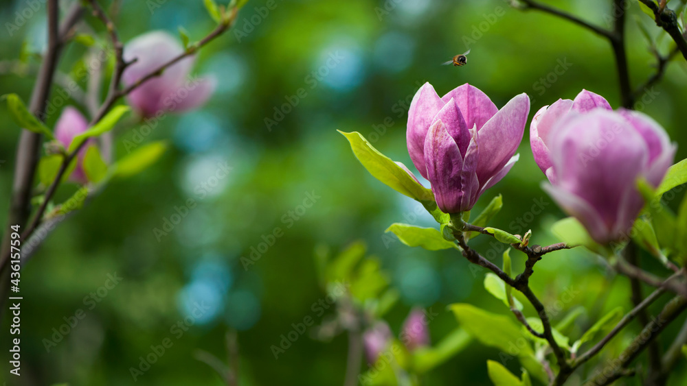 Fototapeta premium spring magnolia flowers, natural abstract soft floral background. beautiful flowers, delicate magnolia, in the garden or park. pink flower on green natural background. close-up