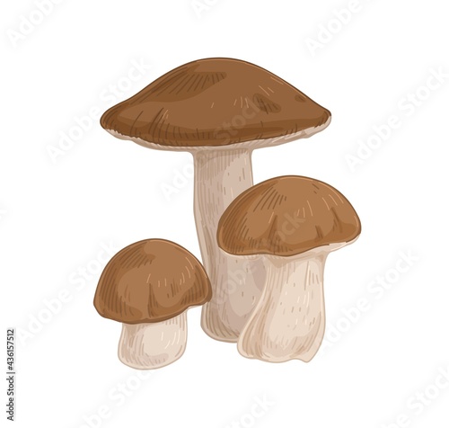Birch bolete mushrooms with brown caps. Scaber stalks fungi composition. Fresh edible raw fungus. Organic natural forest food. Colored hand-drawn vector illustration isolated on white background